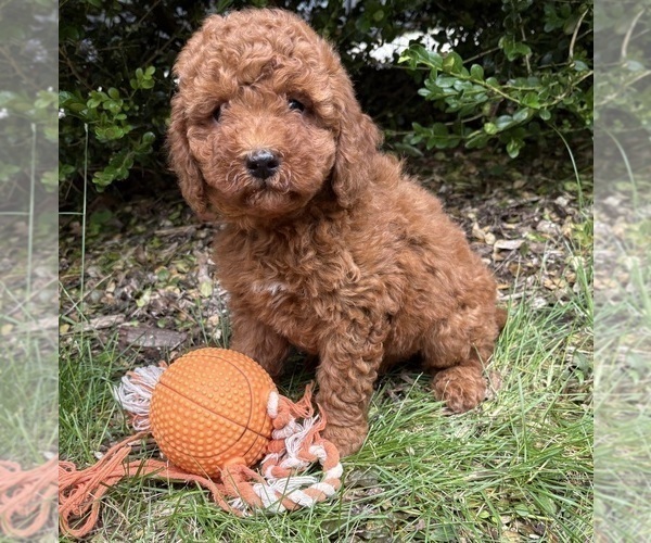 Medium Photo #2 Goldendoodle (Miniature) Puppy For Sale in MIDDLEBURY, IN, USA