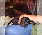 Small #3 Labrador Retriever Mix