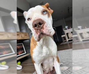 Mutt Dogs for adoption in Lakewood, CO, USA