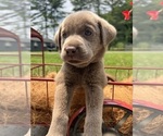Small #12 Labrador Retriever