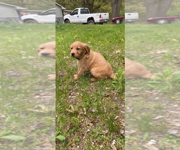 Medium Photo #6 Golden Retriever Puppy For Sale in MONON, IN, USA
