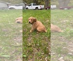 Small Photo #6 Golden Retriever Puppy For Sale in MONON, IN, USA