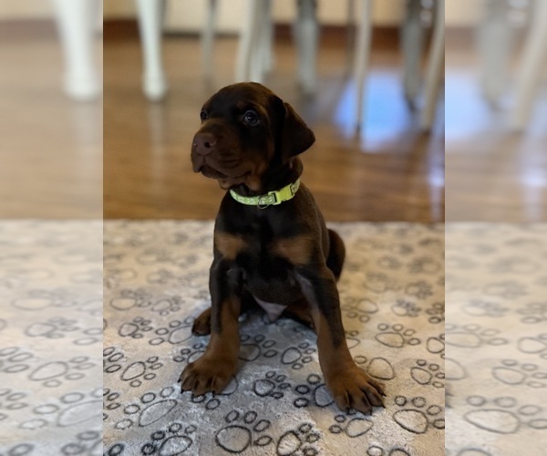 Medium Photo #1 Doberman Pinscher Puppy For Sale in COOKEVILLE, TN, USA