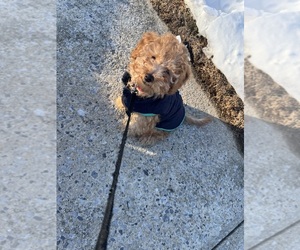 Poodle (Miniature) Puppy for sale in MIDDLETOWN, PA, USA