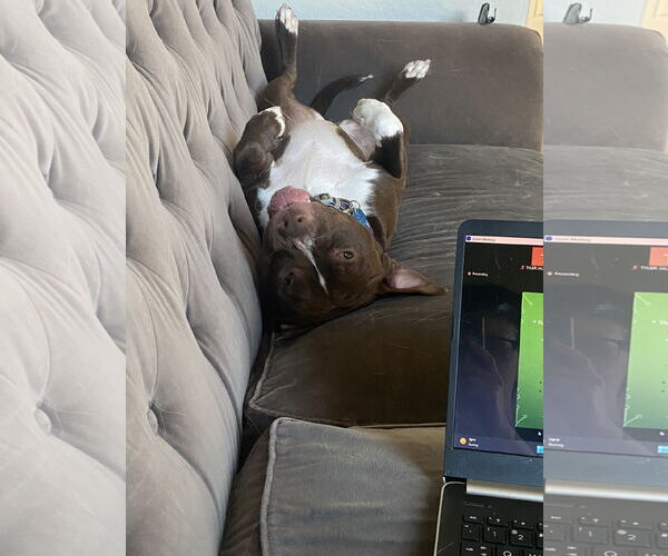 Medium Photo #2 American Pit Bull Terrier-Unknown Mix Puppy For Sale in Chandler, AZ, USA
