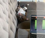 Small #1 American Pit Bull Terrier Mix
