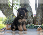 Small Photo #9 German Shepherd Dog Puppy For Sale in SALEM, IN, USA