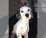 Puppy 0 Dalmatian