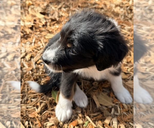 Medium Photo #8 F2 Aussiedoodle Puppy For Sale in ONAWAY, MI, USA