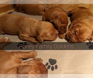 Golden Retriever Puppy for sale in LABADIE, MO, USA