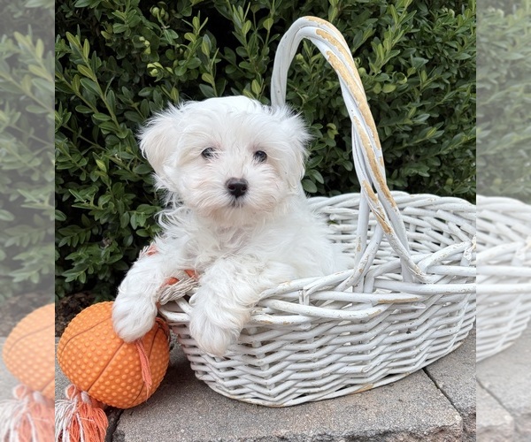 Medium Photo #2 Maltese Puppy For Sale in MIDDLEBURY, IN, USA