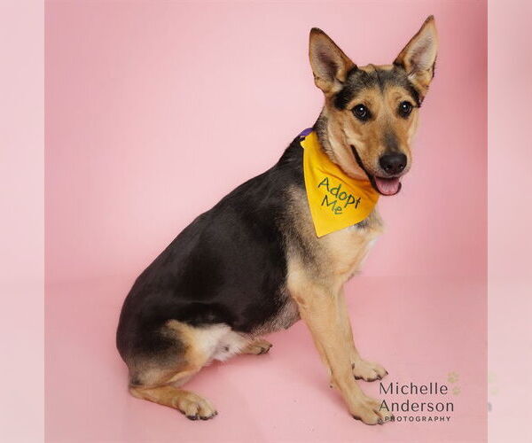 Medium Photo #3 German Shepherd Dog-Unknown Mix Puppy For Sale in Corona, CA, USA