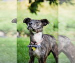 Small #36 Labrador Retriever Mix