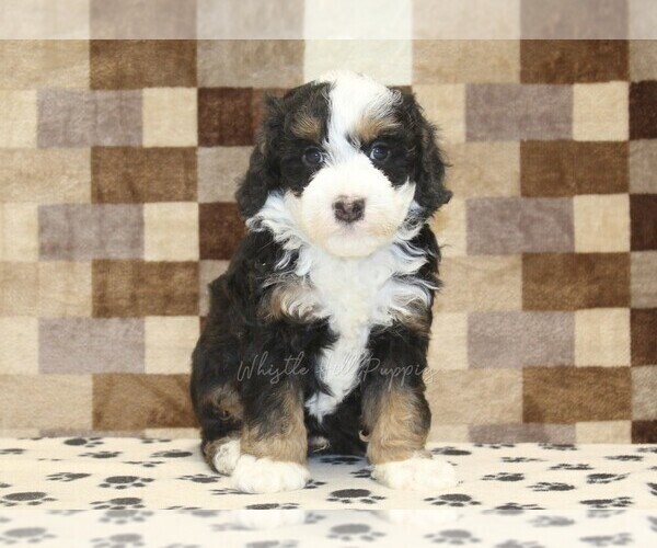 Medium Photo #3 Bernedoodle (Miniature) Puppy For Sale in DENVER, PA, USA
