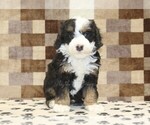 Small #2 Bernedoodle (Miniature)