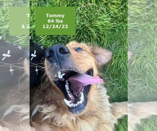 Medium Photo #2 Golden Retriever Puppy For Sale in West Hollywood, CA, USA