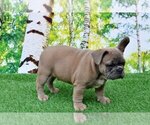 Small Photo #2 French Bulldog Puppy For Sale in ADRIAN, MI, USA