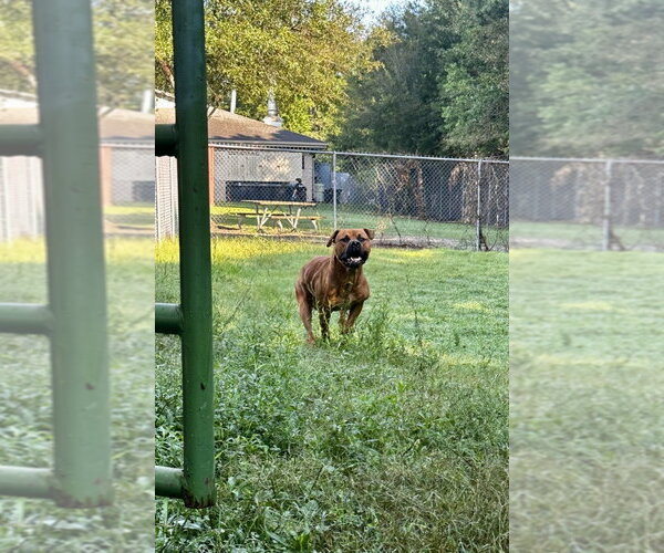 Medium Photo #3 Mutt Puppy For Sale in Glen Allen, VA, USA