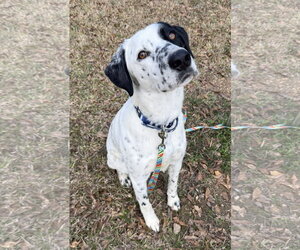 Lab-Pointer Dogs for adoption in Attalka, AL, USA