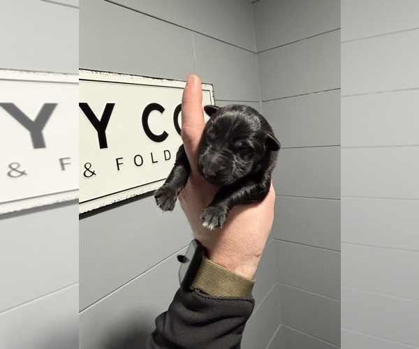 Medium Photo #1 German Shepherd Dog Puppy For Sale in SCOTTSVILLE, KY, USA