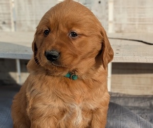 Medium Golden Retriever