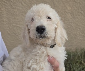 Labradoodle mix (+ Poodle Standard) Puppy for sale in SPRING HILL, FL, USA