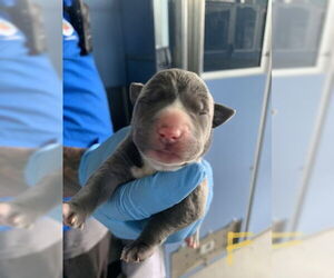 American Pit Bull Terrier Dogs for adoption in San Bernardino, CA, USA