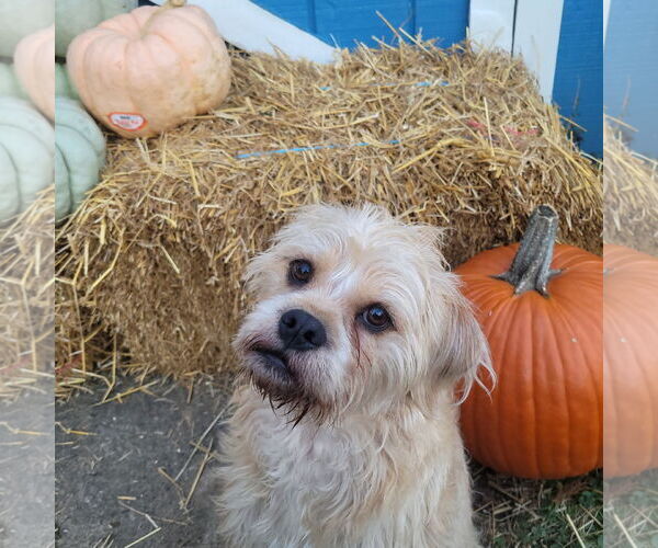 Medium Photo #4 Pug Puppy For Sale in FAIRLAWN, OH, USA