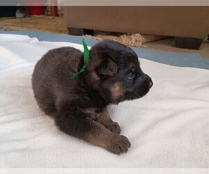 German Shepherd Dog Puppy for sale in OAK GROVE, OR, USA