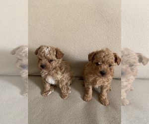 Maltipoo Puppy for sale in SARTELL, MN, USA