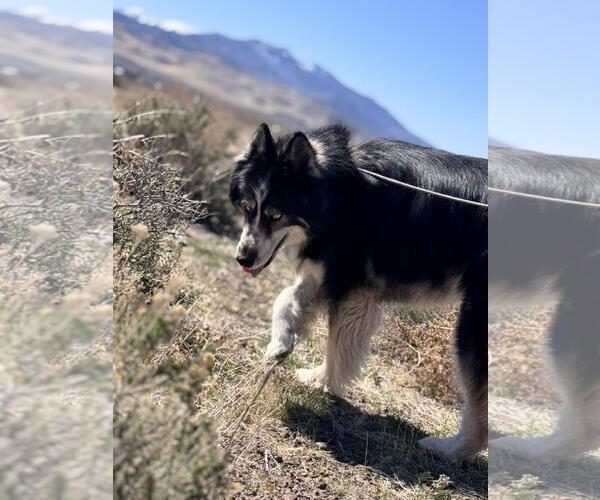 Medium Photo #4 Siberian Husky-Unknown Mix Puppy For Sale in Incline Village, NV, USA