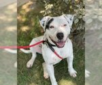 Small #3 American Pit Bull Terrier Mix