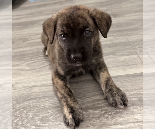 Medium Photo #1 Mutt Puppy For Sale in Brooklyn, NY, USA