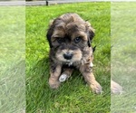 Small #4 Aussiedoodle