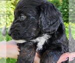 Small #5 F2 Aussiedoodle
