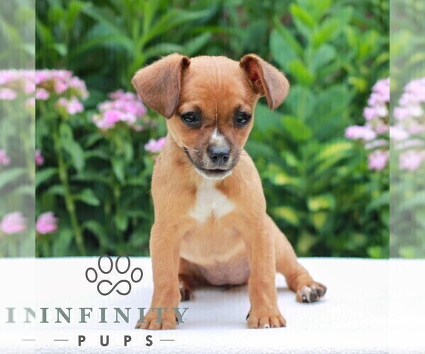 Medium Photo #2 Cavapoo (Miniature)-Jack Russell Terrier Mix Puppy For Sale in EAST EARL, PA, USA