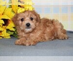 Small Photo #2 Morkie Puppy For Sale in BARNESVILLE, KS, USA