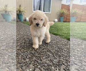 Poodle (Standard)-Standard Spitz Mix Puppy for sale in GERVAIS, OR, USA