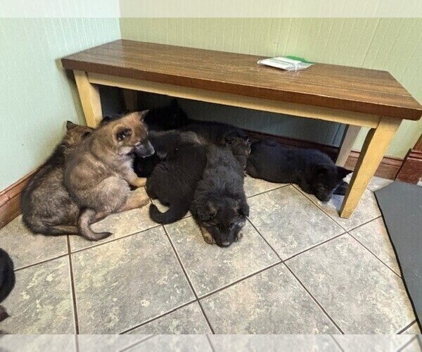 Medium Photo #2 German Shepherd Dog Puppy For Sale in MITCHELL, IN, USA