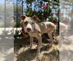 Small #1 American Pit Bull Terrier Mix