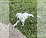 Small #2 Great Pyrenees Mix
