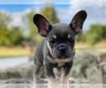 Small Photo #6 French Bulldog Puppy For Sale in METUCHEN, NJ, USA