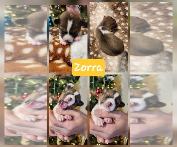 Medium Photo #3 Basenji Puppy For Sale in LOMETA, TX, USA