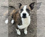 Small American Staffordshire Terrier Mix