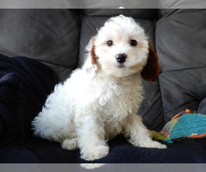 Cavapoo (Miniature) Puppy for Sale in WOOSTER, Ohio USA