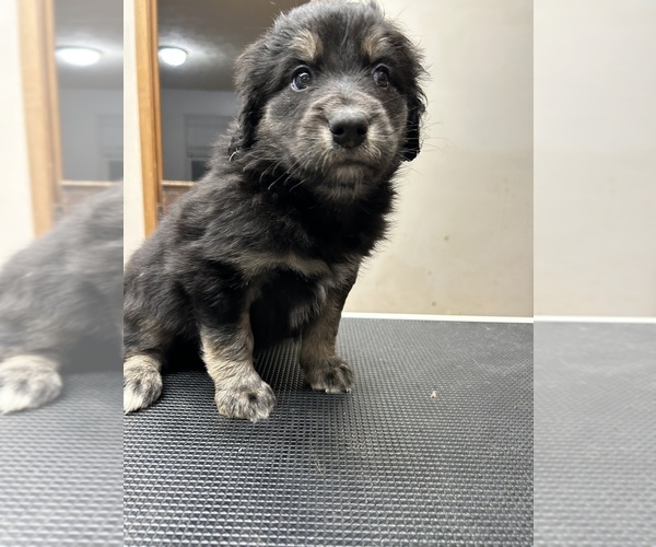 Medium Photo #3 Aussiedoodle Puppy For Sale in INDIANAPOLIS, IN, USA