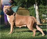 Small Photo #7 American Bully Puppy For Sale in CLEVELAND, GA, USA