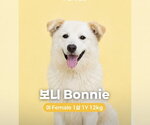 Small Golden Retriever-pomeranian spitz Mix