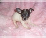 Small #5 Chihuahua