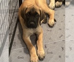 Puppy Rosie Mastiff